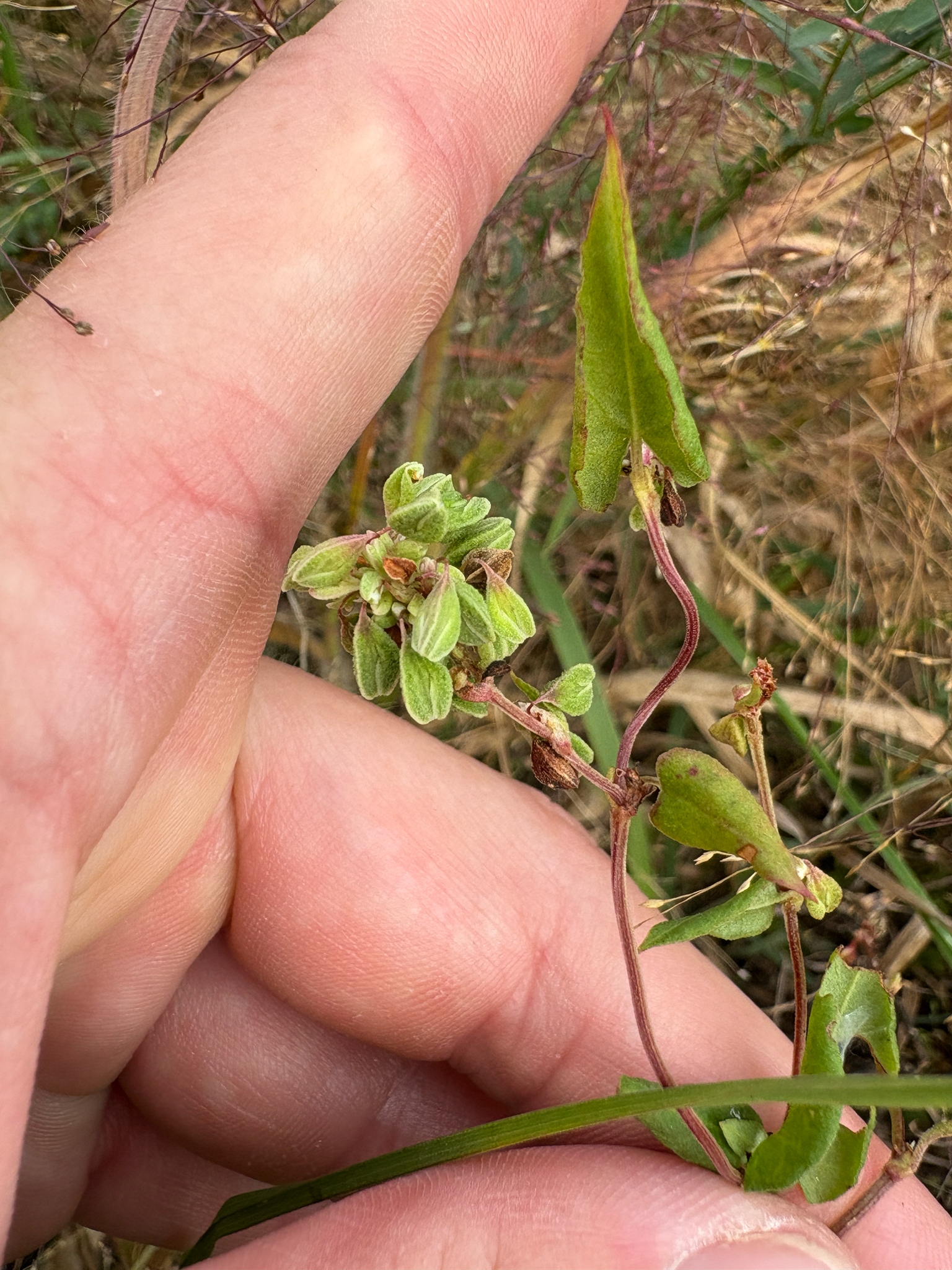 Black-Bindweed (Fallopia convolvulus)