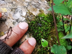 Ptychomitrium serratum