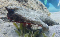 Ogcocephalidae