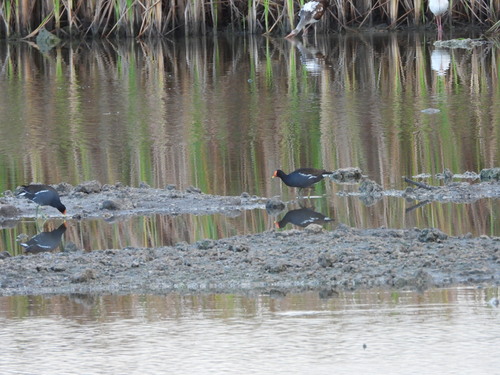 Common Gallinule observed by almansa