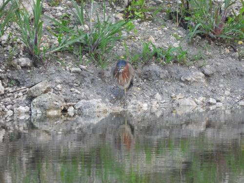 Green Heron observed by almansa