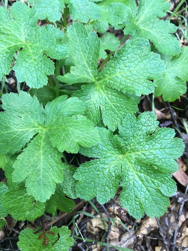 iNaturalist observation photo of sanicles