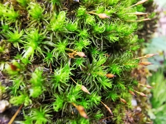 Ptychomitrium serratum