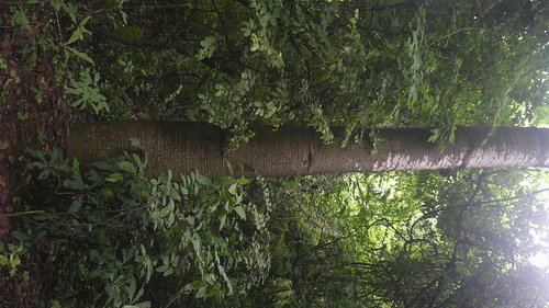 Cavanillesia platanifolia, photograph 5