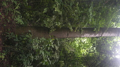 Cavanillesia platanifolia, photograph (c) Raúl A. Ruiz M., some rights reserved (CC BY)