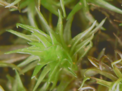 Ptychomitrium serratum