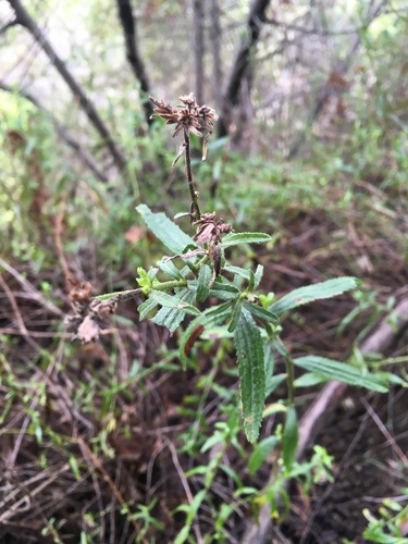 iNaturalist observation photo of Plants