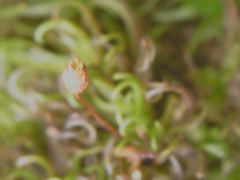 Ptychomitrium serratum