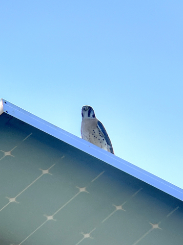 American Kestrel observed by sakikyou