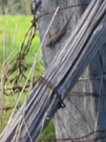 Western Fence Lizard observed by dragonleigh