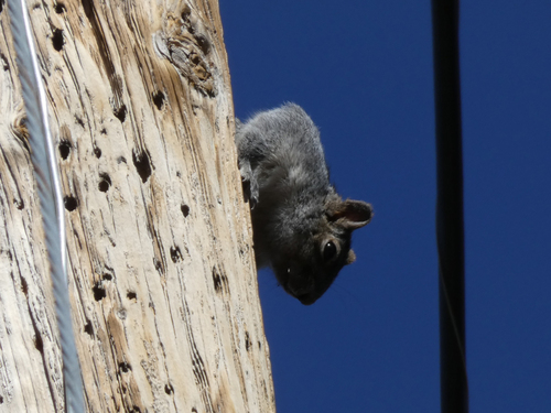 Arizona Gray Squirrel observed by stevenc22