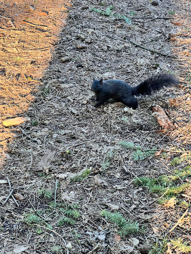 Eastern Gray Squirrel observed by saintaardvark
