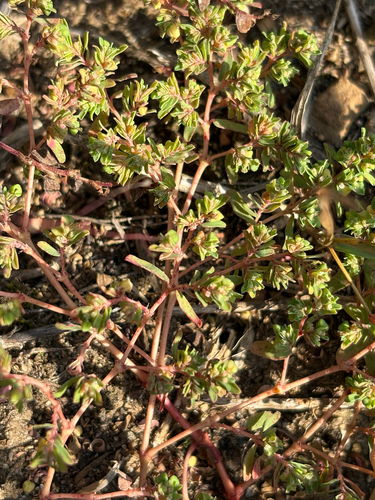 Ribseed Sandmat (Euphorbia glyptosperma)