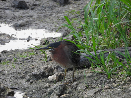 Green Heron observed by almansa