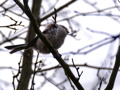 Aegithalos caudatus