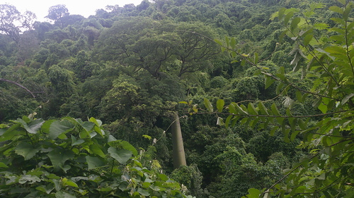 Ceiba trischistandra, photograph 4