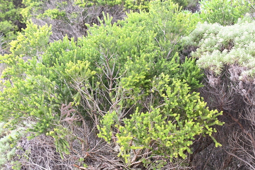 Melaleuca howeana observed 2026-03-01