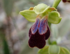 Ophrys fusca iricolor