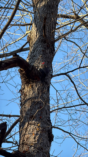 Pileated Woodpecker observed by greenoguy