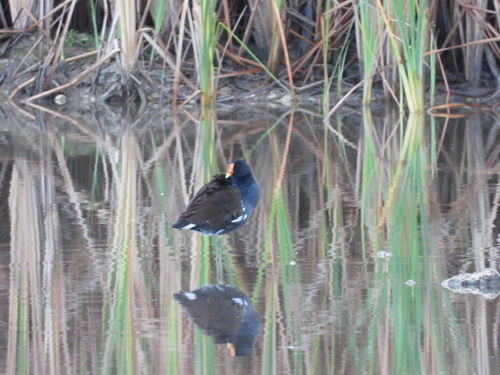 Common Gallinule observed by almansa