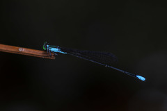 Nesobasis angulicollis