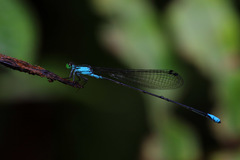 Nesobasis angulicollis