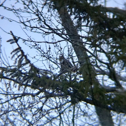Great Horned Owl observed by parker_il