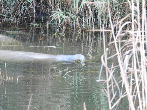Florida Manatee observed by almansa