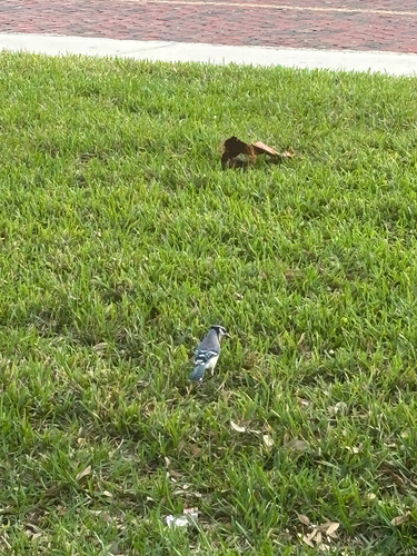 Blue Jay observed by laila85332