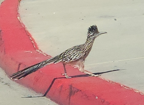 Greater Roadrunner observed by alister_caddy
