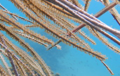Trumpetfish photo 3
