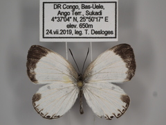 Oboronia ornata vestalis