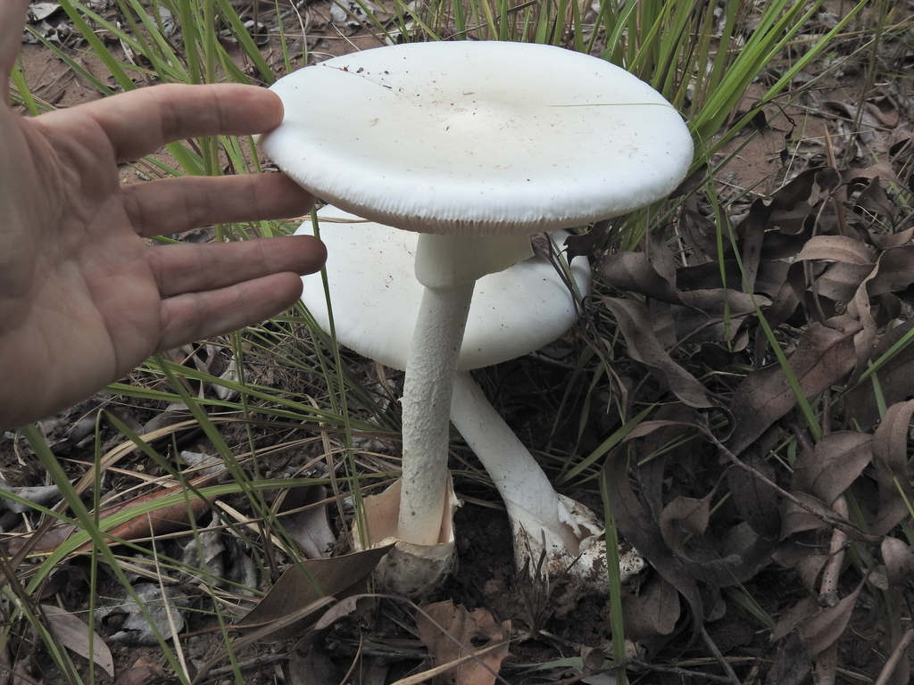 Amanita egregia · March 2026 · photo: © scottwgavins (iNaturalist, cc-by)
