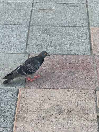 Gołąb miejski observed by ziemix