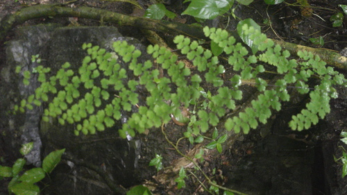 polished maidenhair (Adiantum concinnum)