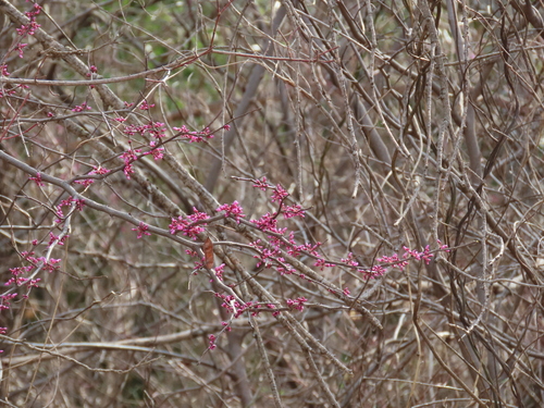 Redbud Tree