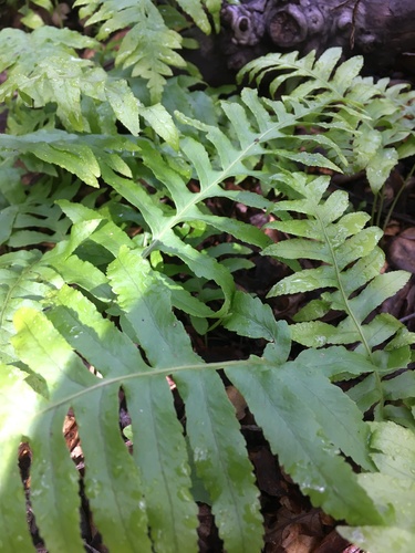 iNaturalist observation photo of polypody ferns