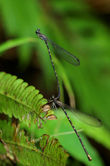 Melanesobasis flavilabris