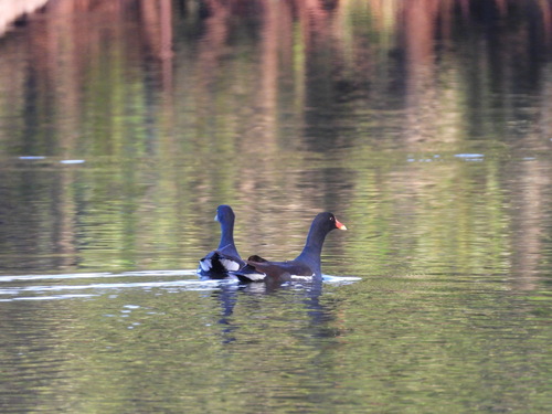 Common Gallinule observed by almansa
