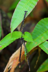 Melanesobasis flavilabris