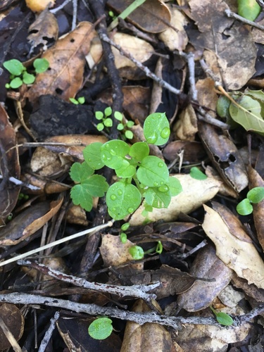 iNaturalist observation photo of Dicots