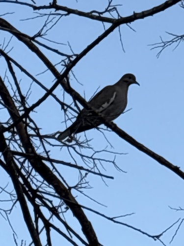 White-winged Dove observed by emschiller