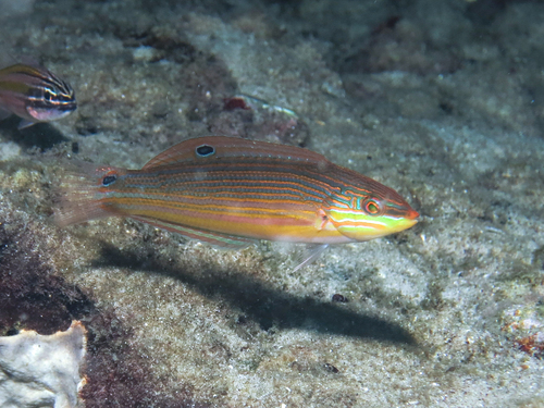 Goudlijn-lipvis (Coris aurilineata) — Labridae