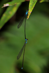 Nesobasis angulicollis
