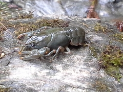 Austropotamobius pallipes