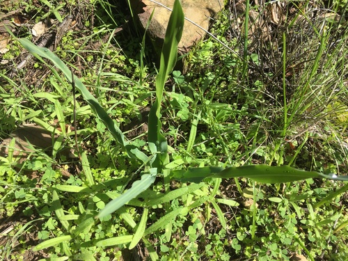 iNaturalist observation photo of wavy-leafed soap plant
