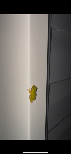 Green Treefrog observed by brandin0