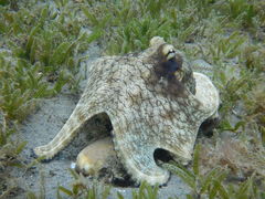 Octopus insularis