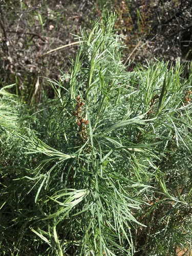 iNaturalist observation photo of California sagebrush