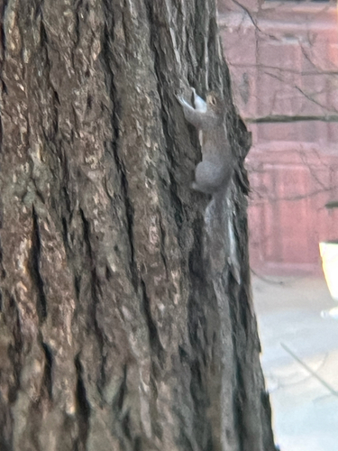 Eastern Gray Squirrel observed by bogsnail